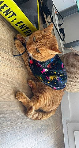 Tigrou participe au concours pour gagner de l'argent avec cette photo : carnivore, cat, comfort, domestic_short_haired_cat, fawn, felidae, fur, hardwood, light_switch, paw, pet_supply, sitting, small_to_medium_sized_cats, snout, tail, whiskers, wood