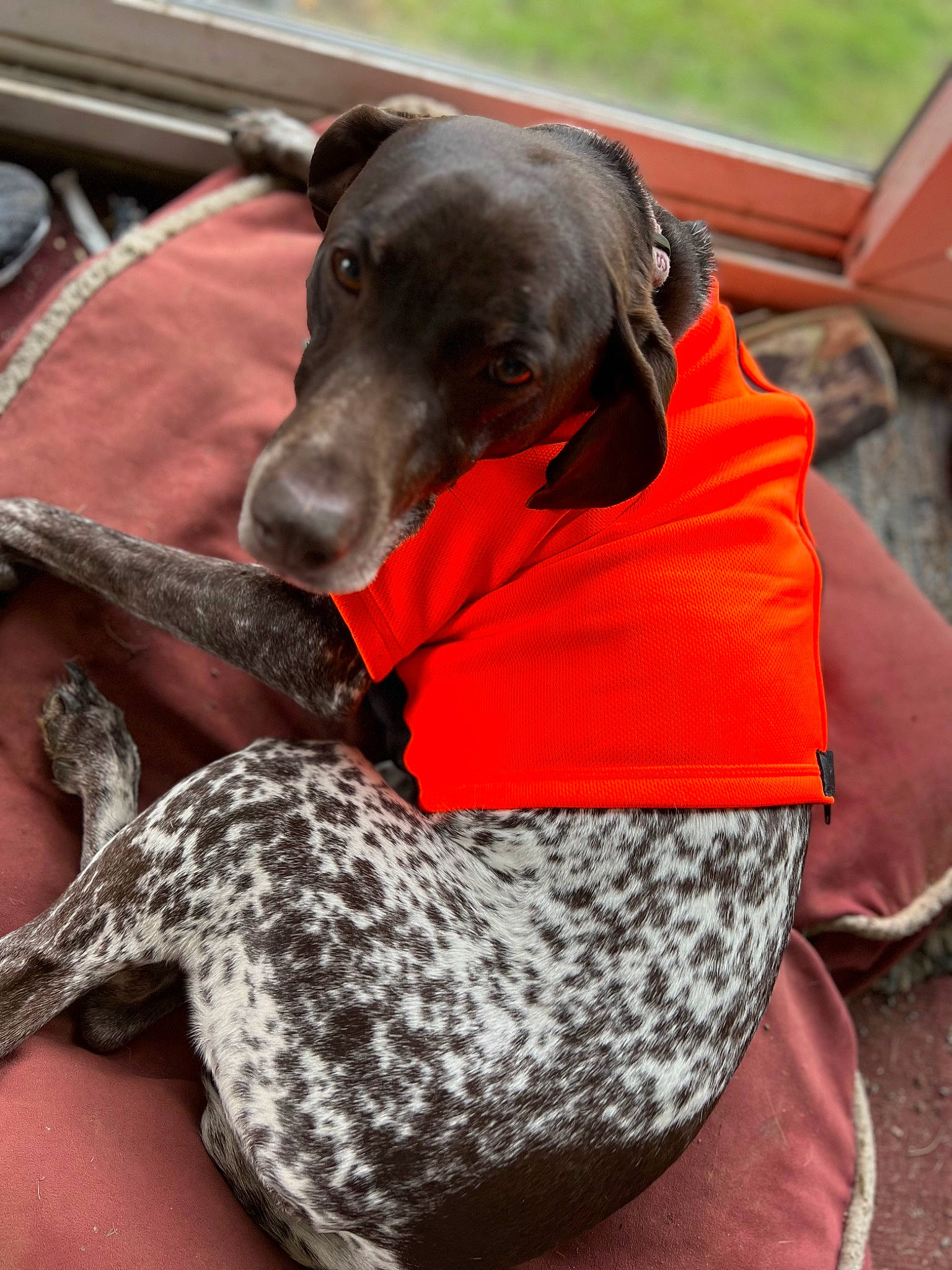 Sara Bell is registered to the contest to win money with this photo: canidae, carnivore, chair, collar, comfort, companion_dog, dog, dog_breed, dog_collar, dog_supply, fawn, grey, guard_dog, gun_dog, liver, pet_supply, rampur_greyhound, snout, sporting_group, working_animal