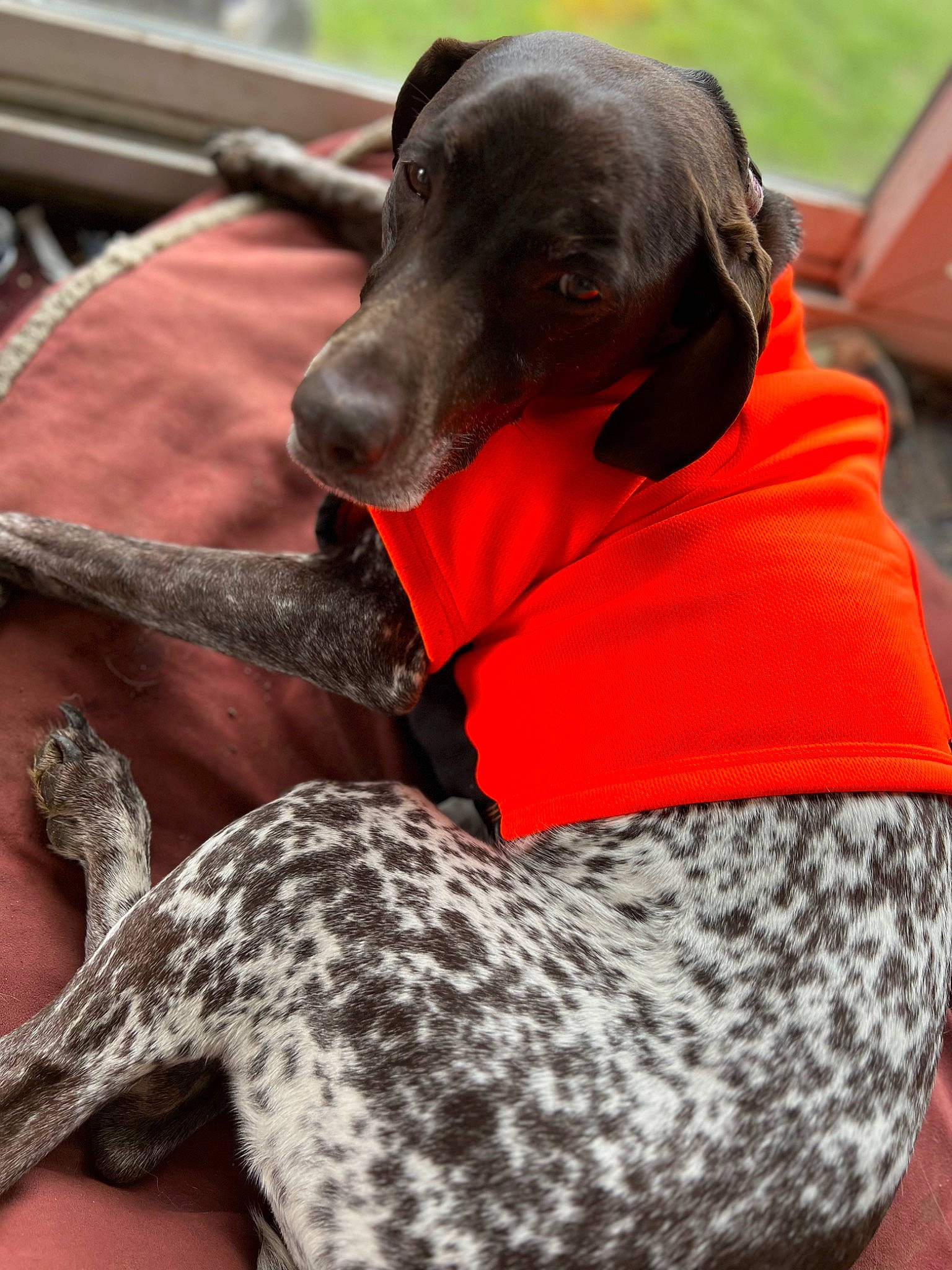 Sara Bell joined the competition — help win amazing prizes! canidae, carnivore, collar, comfort, companion_dog, dog, dog_breed, dog_collar, dog_supply, fawn, guard_dog, gun_dog, liver, pattern, personal_protective_equipment, pet_supply, pointing_breed, snout, sporting_group, working_animal