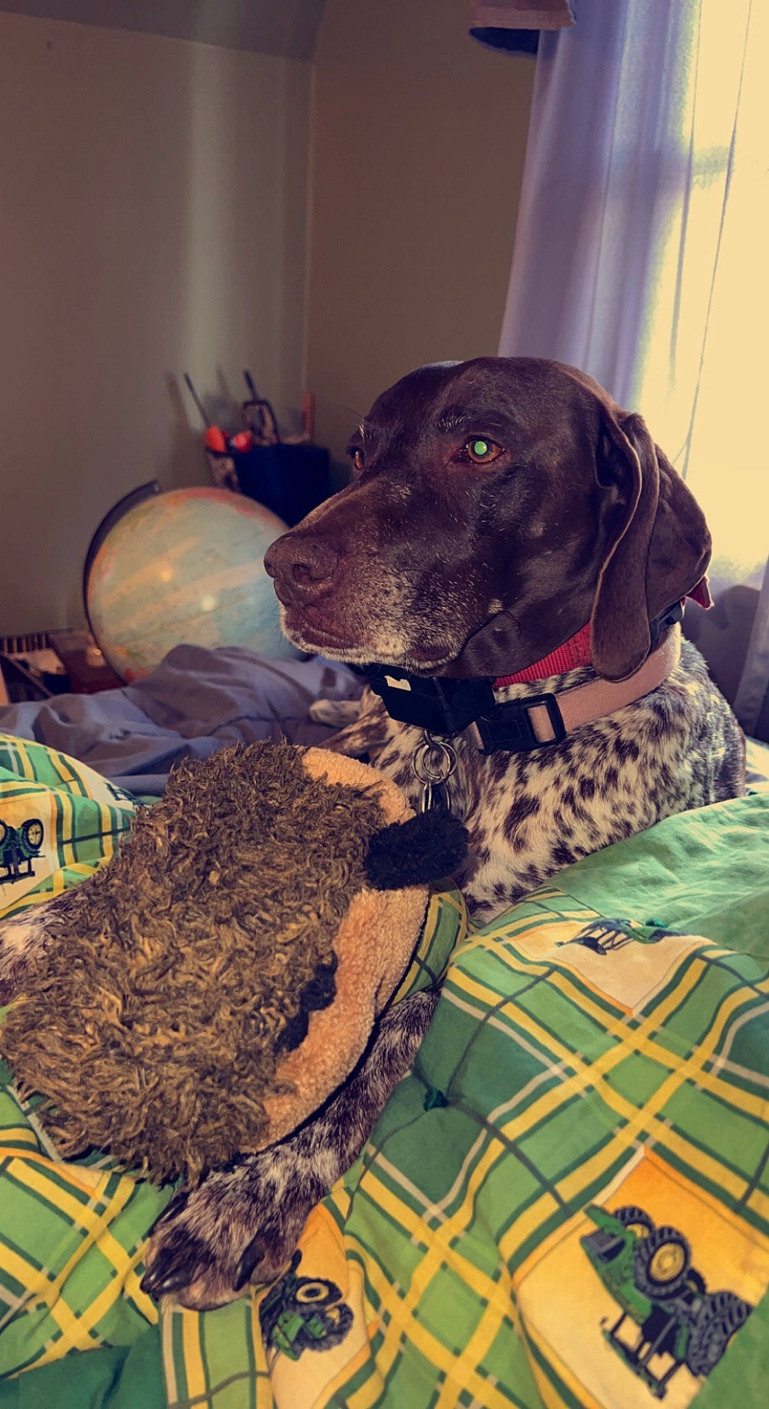 Sara Bell joined the competition — help win amazing prizes! borador, carnivore, collar, companion_dog, dog, dog_breed, dog_collar, dog_supply, fawn, fur, german_shorthaired_pointer, guard_dog, gun_dog, liver, non_sporting_group, pattern, snout, sporting_group, working_animal, working_dog