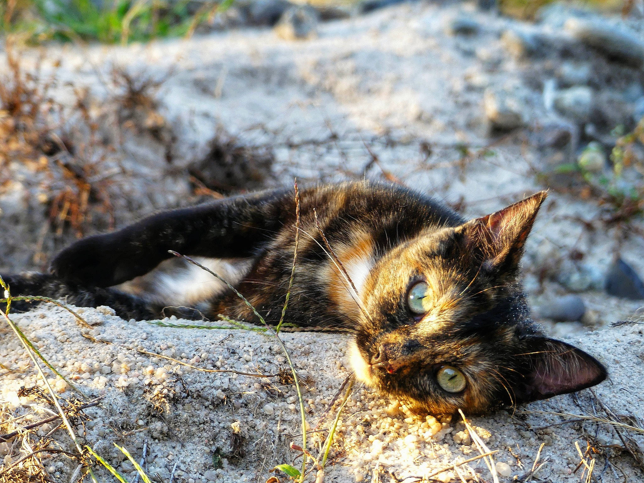 Pearl a rejoint le concours — aidez-le/la à gagner de superbes lots ! carnivore, cat, domestic_short_haired_cat, fawn, felidae, fur, grass, mammal, organism, paw, plant, small_to_medium_sized_cats, snout, soil, tail, terrestrial_animal, vertebrate, whiskers, wildlife, wood