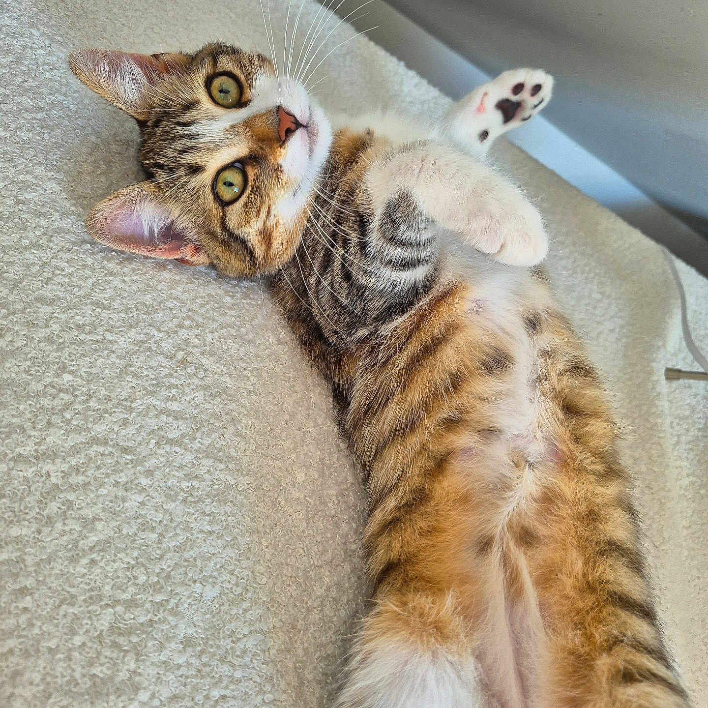 Saya participe au concours pour gagner de l'argent avec cette photo : animal, blanket, cat, curious, cute, eyes, fur, indoor, kitten, lying_down, mammal, paw, pet, playful, relaxed, soft_lighting, tabby, texture, whiskers, young