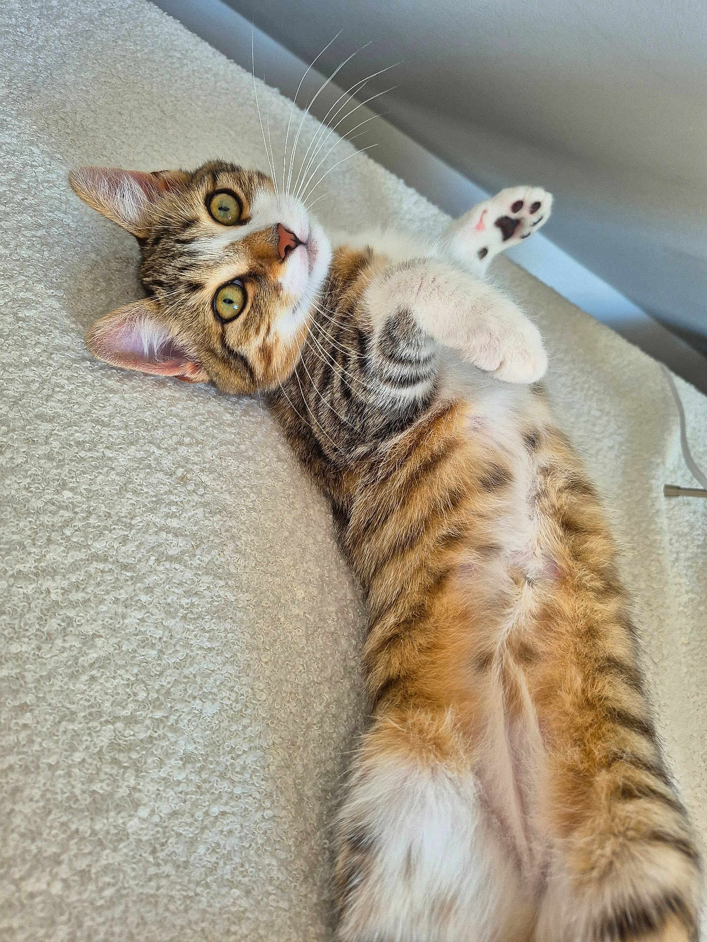 Saya participe au concours pour gagner de l'argent avec cette photo : kitten, cat, tabby, fur, paw, whiskers, eyes, pet, cute, lying_down, blanket, indoor, soft_lighting, texture, curious, young, animal, mammal, playful, relaxed