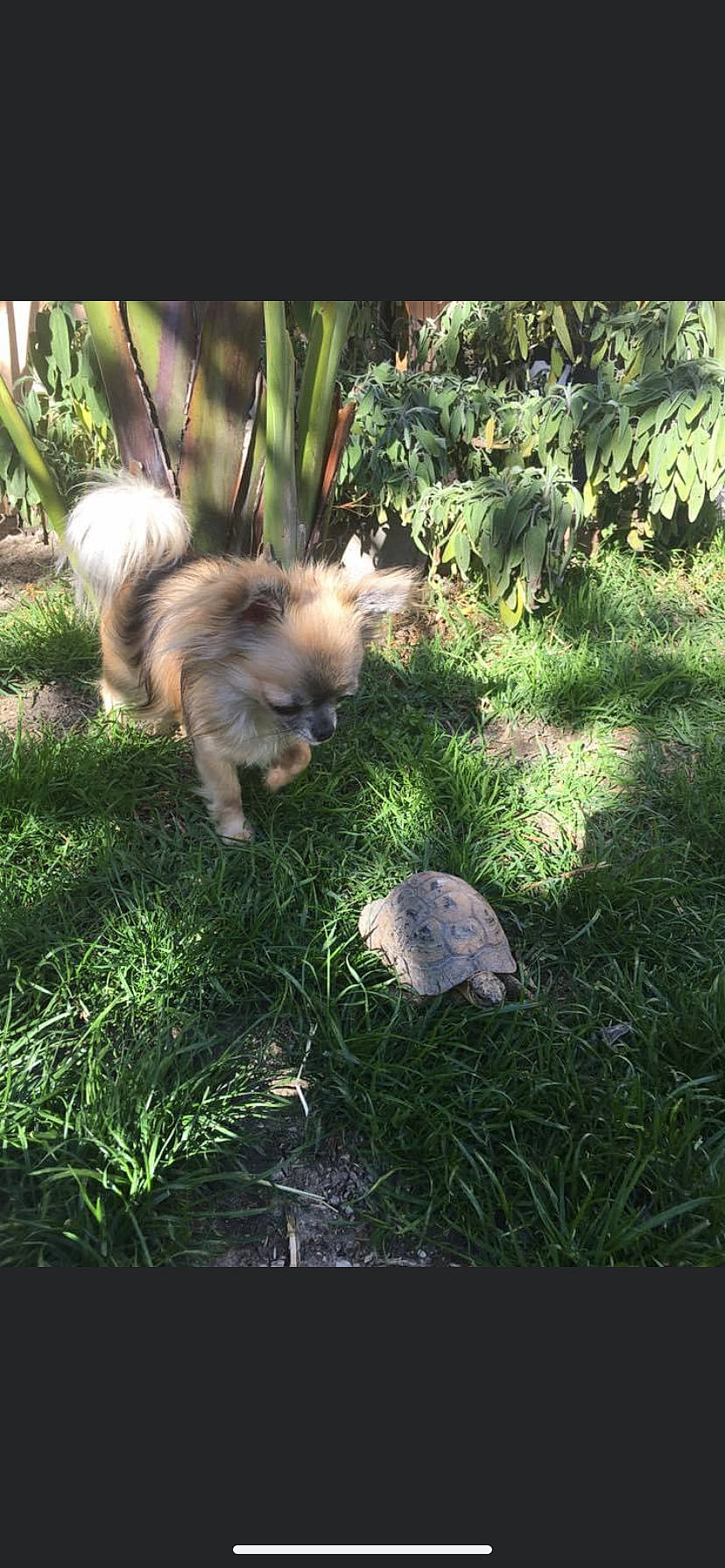 Baby a rejoint le concours — aidez-le/la à gagner de superbes lots ! _geese_and_swans, canidae, carnivore, companion_dog, dog, dog_breed, ducks, fawn, fur, garden, grass, groundcover, plant, shadow, soil, sporting_group, tail, terrestrial_animal, terrestrial_plant, toy_dog