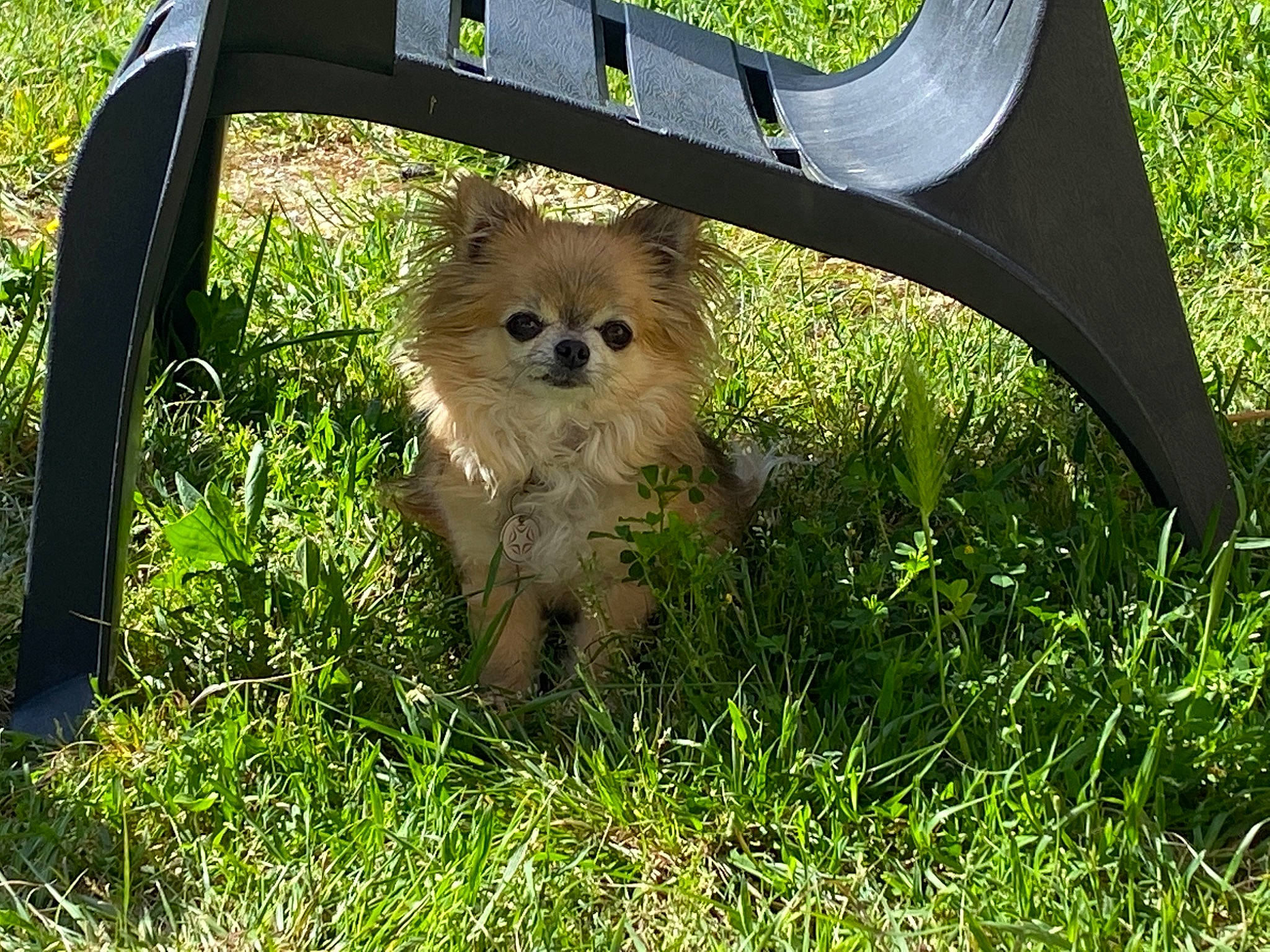 Baby a rejoint le concours — aidez-le/la à gagner de superbes lots ! canidae, carnivore, chair, companion_dog, dog, dog_breed, fawn, fur, grass, liver, maltepoo, non_sporting_group, plant, small_terrier, snout, spitz, sporting_group, sunglasses, terrier, toy_dog