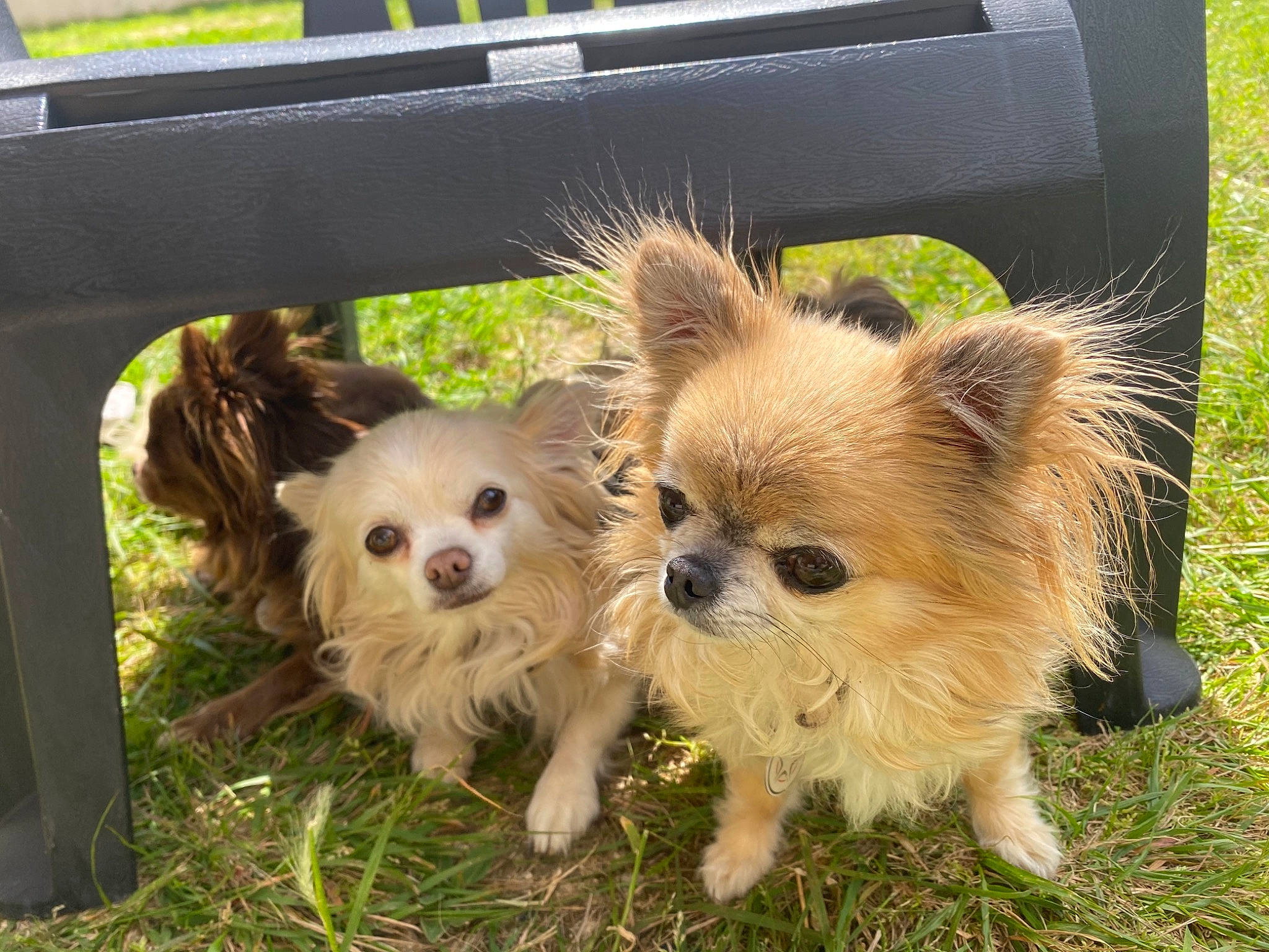 Baby a rejoint le concours — aidez-le/la à gagner de superbes lots ! basket, canidae, carnivore, companion_dog, dog, dog_breed, dog_supply, fawn, fur, german_spitz, grass, plant, small_terrier, snout, sporting_group, terrier, toy_dog, whiskers, working_animal, yorkshire_terrier