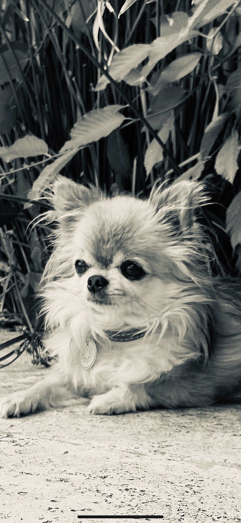 Baby participe au concours pour gagner de l'argent avec cette photo : carnivore, companion_dog, dog, dog_breed, eye, fawn, grass, hair, handwriting, head, human_body, iris, plant, smile, snout, sporting_group, style, terrestrial_animal, toy_dog, whiskers