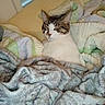 Mister Kitty is registered to the contest to win money with this photo: cat, blanket, sleeping, cozy, indoor, pet, fur, resting, comfort, soft, pile, striped, white, brown, relaxation, nap, warm, domestic, cute, sleep