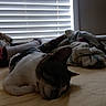 Mister Kitty is registered to the contest to win money with this photo: cat, sleeping, bed, blanket, window_blinds, indoor, cozy, yellow, resting, pet, feline, white_blinds, soft_light, nap, domestic_animal, comfort, quiet, relaxation, sock, household