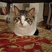Mister Kitty is registered to the contest to win money with this photo: cat, tabby, cone, protective_collar, carpet, red_carpet, patterned_carpet, table, wooden_table, indoor, pet, animal, feline, looking_at_camera, floor, home_interior, calm, sitting, ears, whiskers