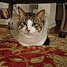 cat, tabby, cone, protective_collar, carpet, red_carpet, patterned_carpet, table, wooden_table, indoor, pet, animal, feline, looking_at_camera, floor, home_interior, calm, sitting, ears, whiskers