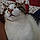 Mister Kitty