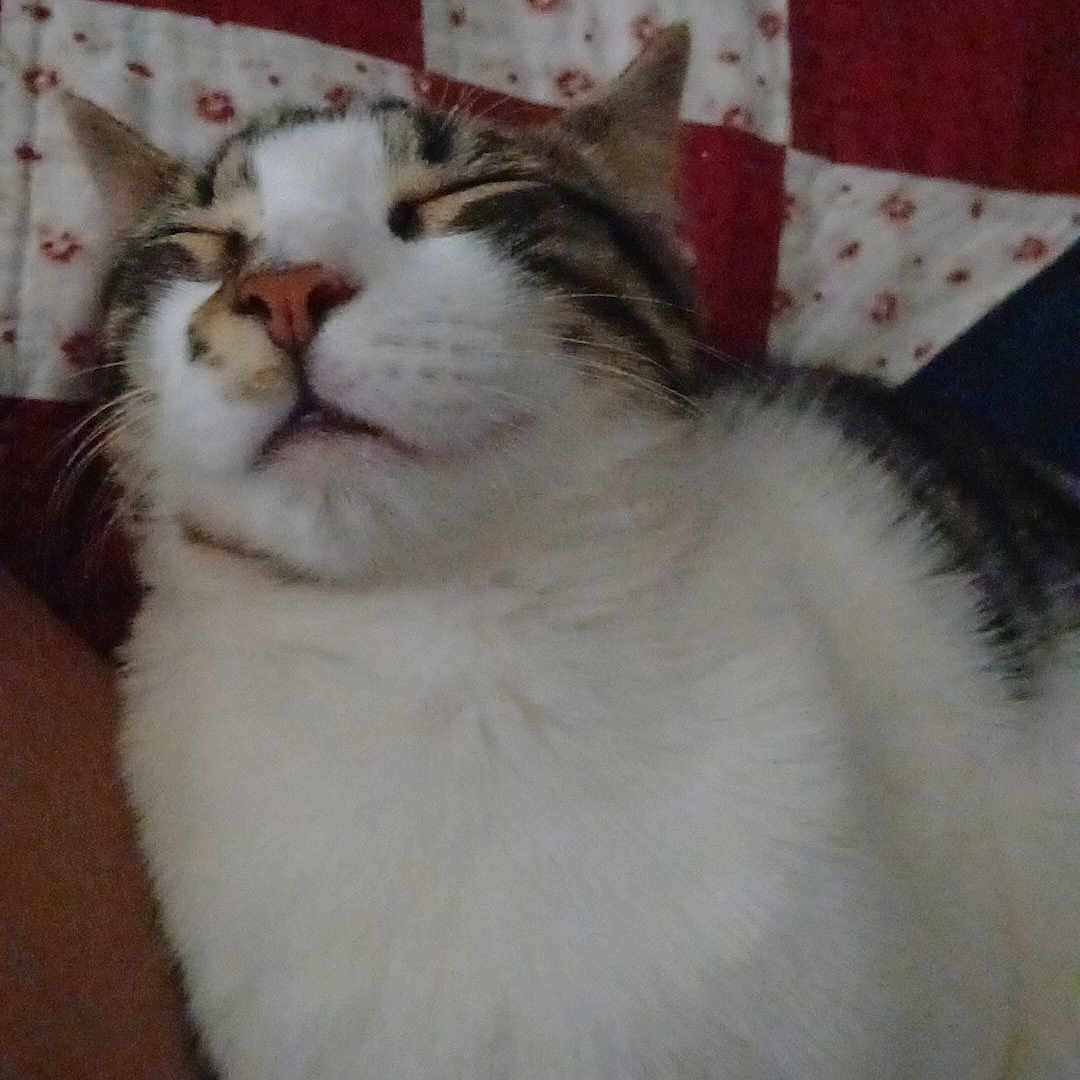 Mister Kitty