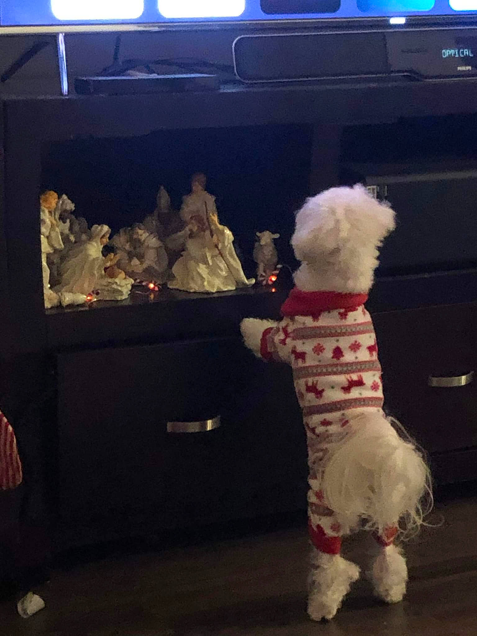 Dak joined the competition — help win amazing prizes! child, companion_dog, display_device, entertainment, event, fashion, flooring, fun, fur, luxury_vehicle, magenta, night, pink, room, sky, standing, stuffed_toy, textile, toddler, toy