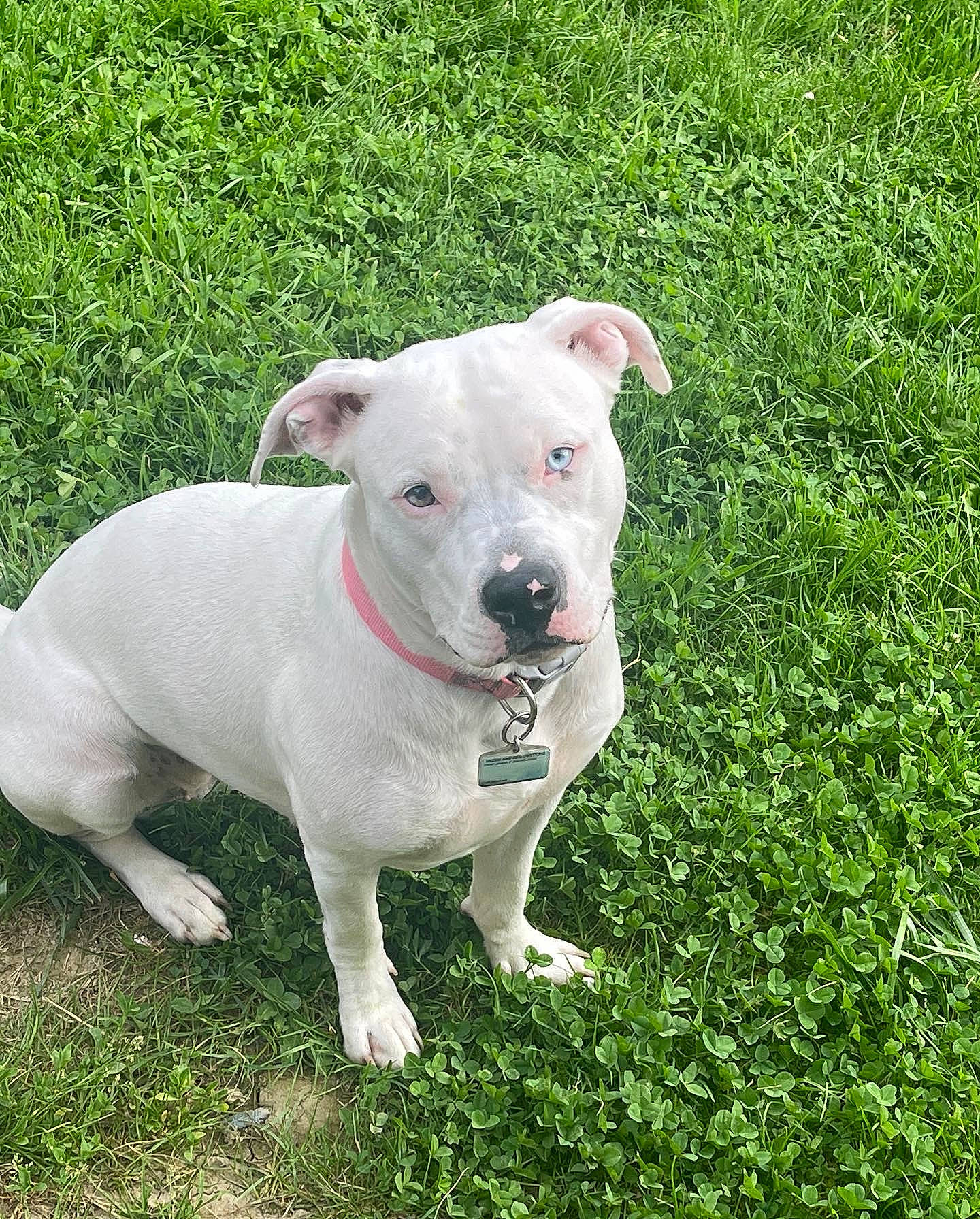 Xena is registered to the contest to win money with this photo: canidae, carnivore, collar, companion_dog, dog, dog_breed, dog_collar, dogo_guatemalteco, fashion_accessory, fawn, grass, grassland, groundcover, non_sporting_group, pet_supply, plant, sporting_group, tail, terrestrial_animal, working_animal