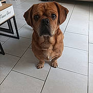 Achille a rejoint le concours — aidez-le/la à gagner de superbes lots ! dog, brown_dog, pet, indoor, floor, tile_floor, furniture, tissue_box, wooden_cabinet, living_room, looking_at_camera, sitting, cute, animal, companion, domestic, eyes, ears, snout, expression