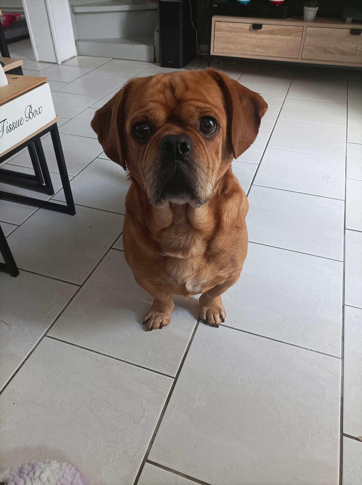 Achille a rejoint le concours — aidez-le/la à gagner de superbes lots ! dog, brown_dog, pet, indoor, floor, tile_floor, furniture, tissue_box, wooden_cabinet, living_room, looking_at_camera, sitting, cute, animal, companion, domestic, eyes, ears, snout, expression