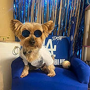 Chippy joined the competition — help win amazing prizes! dog, sunglasses, white_shirt, blue_chair, baseball, baseball_bat, indoor, pet, cute, small_dog, sport_theme, decorations, furniture, canine, portrait, animal, accessory, blue_color, casual, funny