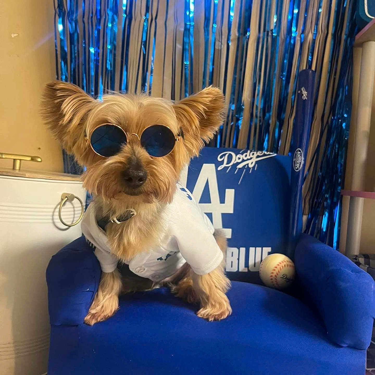Chippy joined the competition — help win amazing prizes! accessory, animal, baseball, baseball_bat, blue_chair, blue_color, canine, casual, cute, decorations, dog, funny, furniture, indoor, pet, portrait, small_dog, sport_theme, sunglasses, white_shirt