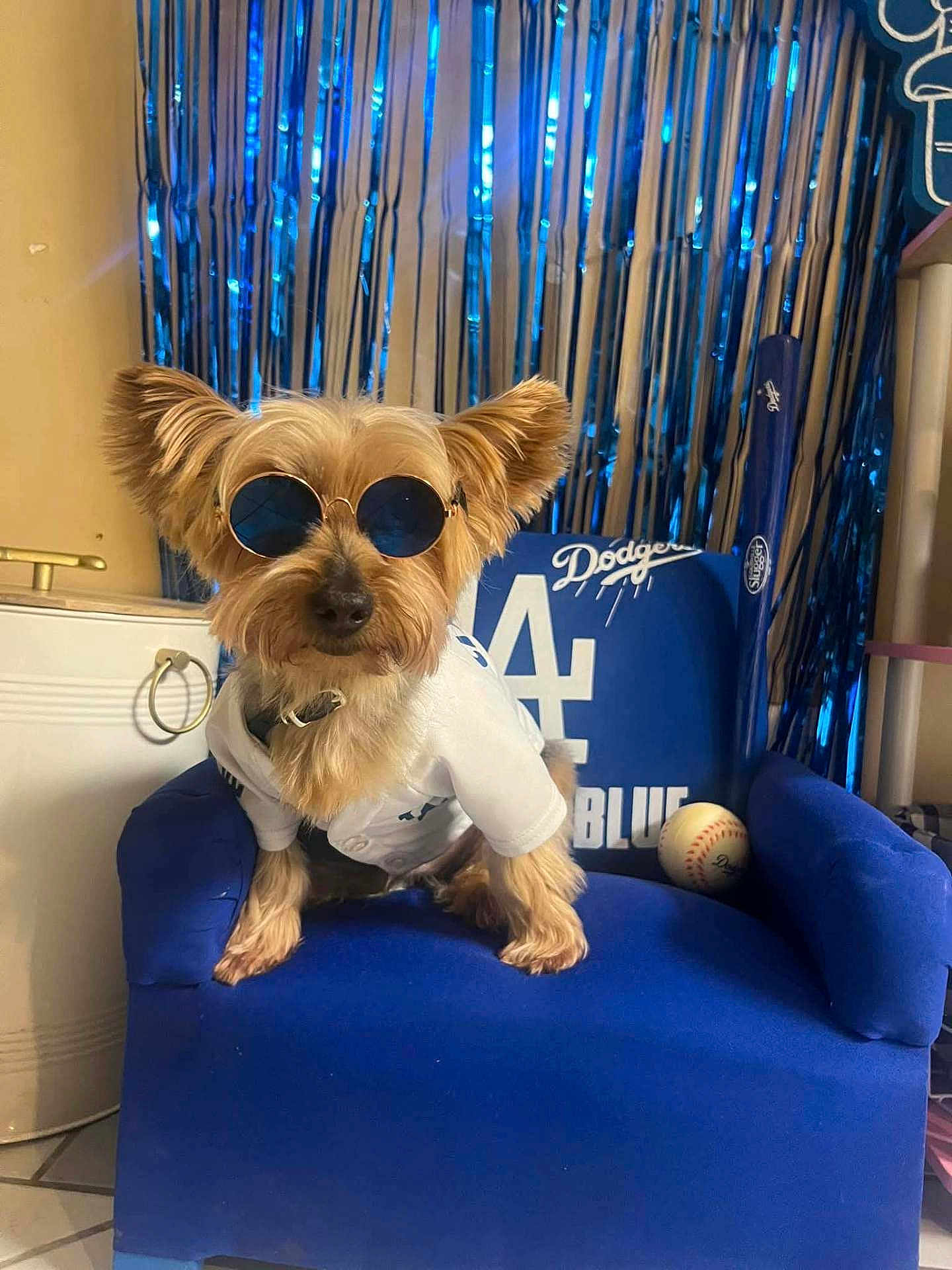 Chippy joined the competition — help win amazing prizes! dog, sunglasses, white_shirt, blue_chair, baseball, baseball_bat, indoor, pet, cute, small_dog, sport_theme, decorations, furniture, canine, portrait, animal, accessory, blue_color, casual, funny