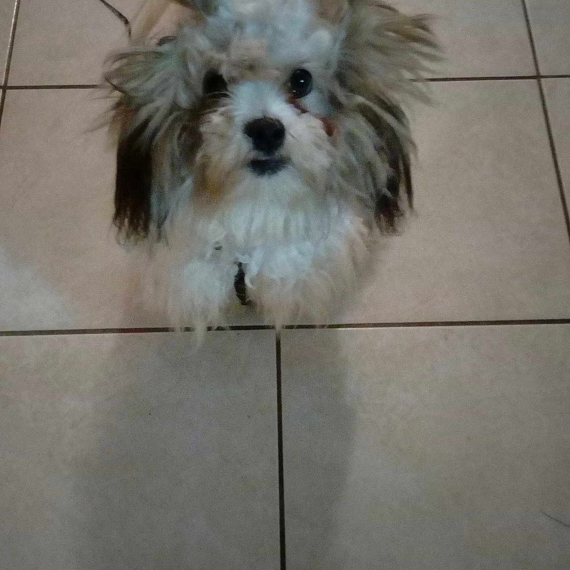 Lily