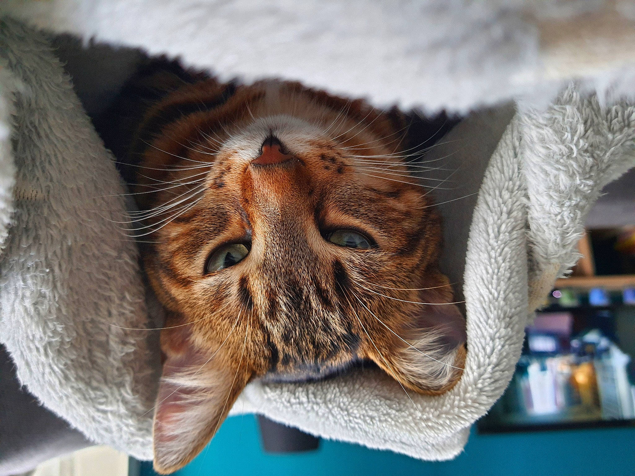 Troll participe au concours pour gagner de l'argent avec cette photo : carnivore, cat, claw, comfort, domestic_short_haired_cat, ear, fawn, felidae, fur, liver, paw, shelf, small_to_medium_sized_cats, snout, tail, terrestrial_animal, tree, whiskers, wrinkle