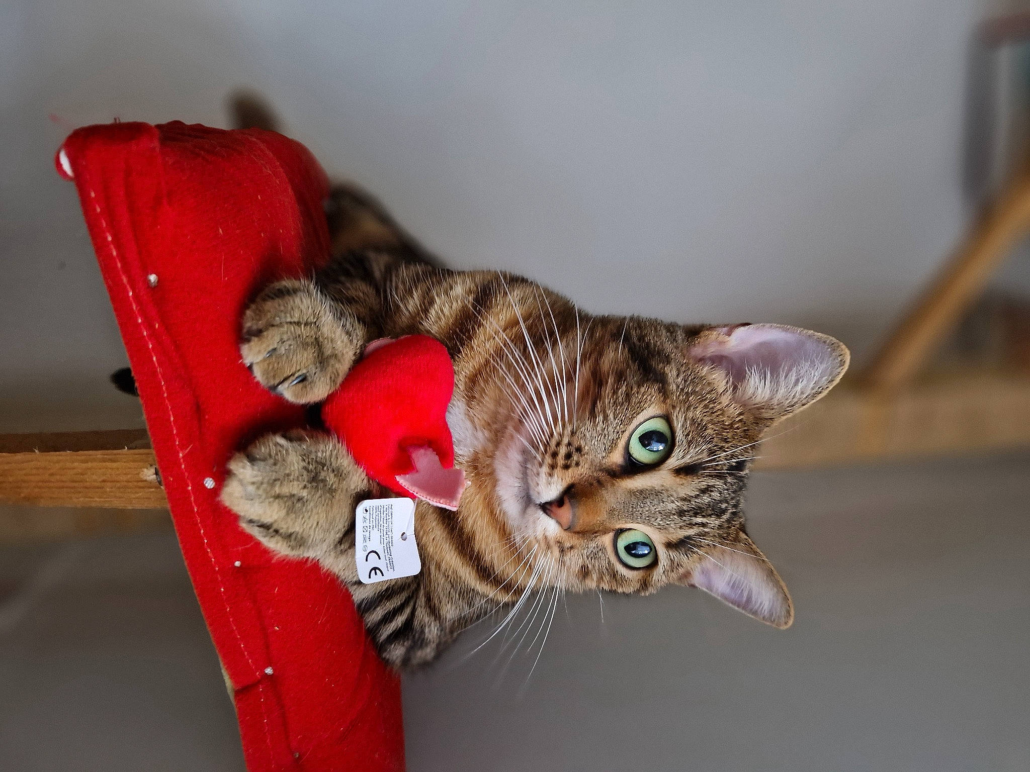 Troll a rejoint le concours — aidez-le/la à gagner de superbes lots ! carnivore, cat, claw, comfort, domestic_short_haired_cat, ear, eye, fashion_accessory, fawn, felidae, fur, paw, small_to_medium_sized_cats, snout, tail, toy, tree, twig, whiskers, wood