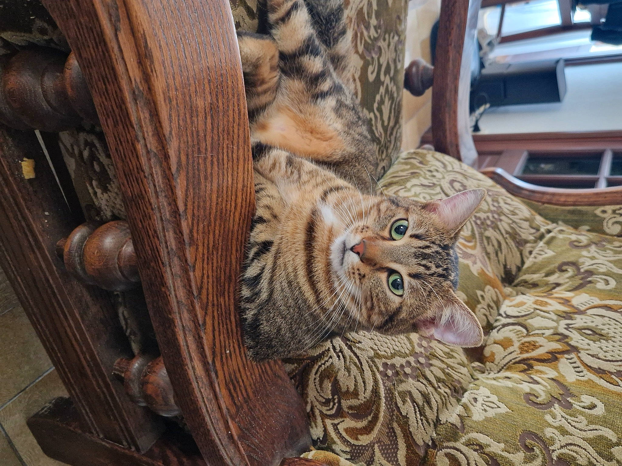 Troll a rejoint le concours — aidez-le/la à gagner de superbes lots ! big_cats, car, carnivore, carving, cat, domestic_short_haired_cat, feather, felidae, fur, hardwood, hood, metal, pattern, small_to_medium_sized_cats, snout, terrestrial_animal, vehicle, whiskers, wood, wood_stain