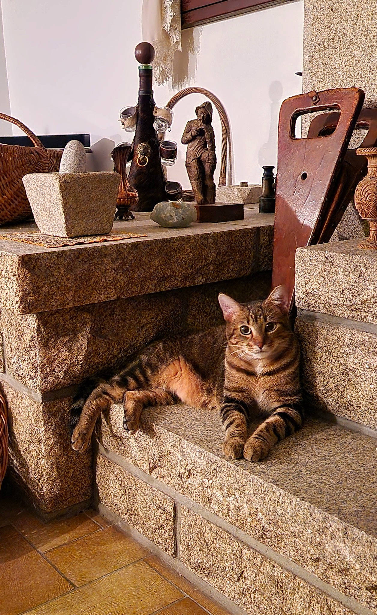 Troll participe au concours pour gagner de l'argent avec cette photo : carnivore, cat, comfort, domestic_short_haired_cat, fawn, felidae, floor, flooring, fur, grey, hardwood, interior_design, living_room, room, small_to_medium_sized_cats, studio_couch, table, tail, whiskers, wood