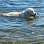 dog, golden_retriever, water, swimming, toy, animal, pet, outdoor, lake, ripples, sunlight, reflection, wet, mammal, nature, playful, summer, canine, fetch, recreation