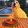 dog, golden_retriever, birthday_cake, candle, table, outdoor, pool, tree, evening, smiling, pet, celebration, grass, house, wood, plate, happy, animal, nature, backyard