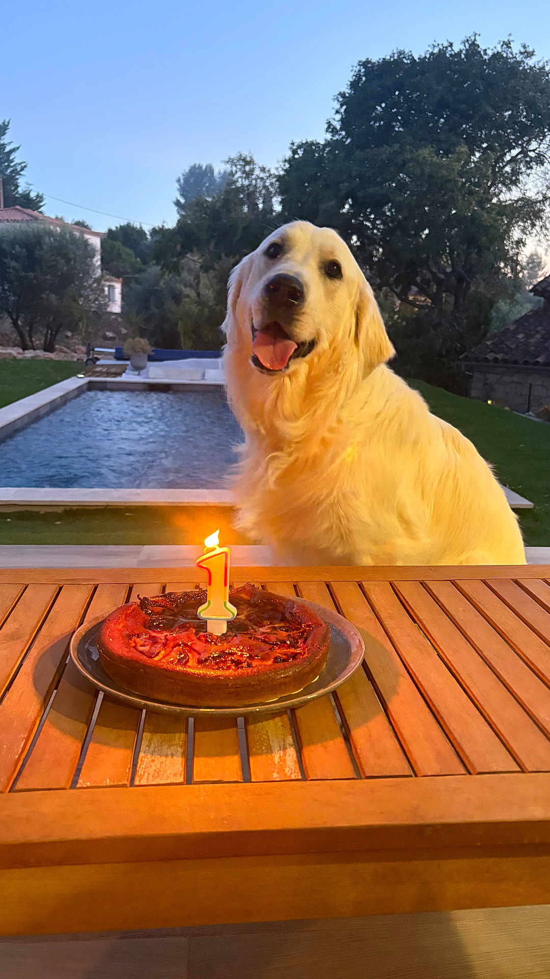 Vasco a rejoint le concours — aidez-le/la à gagner de superbes lots ! dog, golden_retriever, birthday_cake, candle, table, outdoor, pool, tree, evening, smiling, pet, celebration, grass, house, wood, plate, happy, animal, nature, backyard