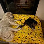 Vasco participe au concours pour gagner de l'argent avec cette photo : dog, cat, blanket, pikachu, yellow, bed, indoor, pet, animal, fur, wooden_floor, resting, cozy, tabby_cat, golden_retriever, peaceful, cute, domestic, companion, lounge