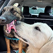 Vasco a rejoint le concours — aidez-le/la à gagner de superbes lots ! dog, dogs, car_interior, playful, licking, happy, pet, animal, fur, mouth_open, tongue, seat, window, collar, closeup, canine, friendship, companions, inside, vehicle