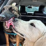 dog, dogs, car_interior, playful, licking, happy, pet, animal, fur, mouth_open, tongue, seat, window, collar, closeup, canine, friendship, companions, inside, vehicle