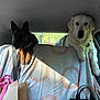 Vasco participe au concours pour gagner de l'argent avec cette photo : dog, car, backseat, blanket, window, seatbelt, bag, sunlight, pets, interior, two_dogs, curious, transportation, travel, canine, domestic_animal, resting, leisure, daytime, nature_outside