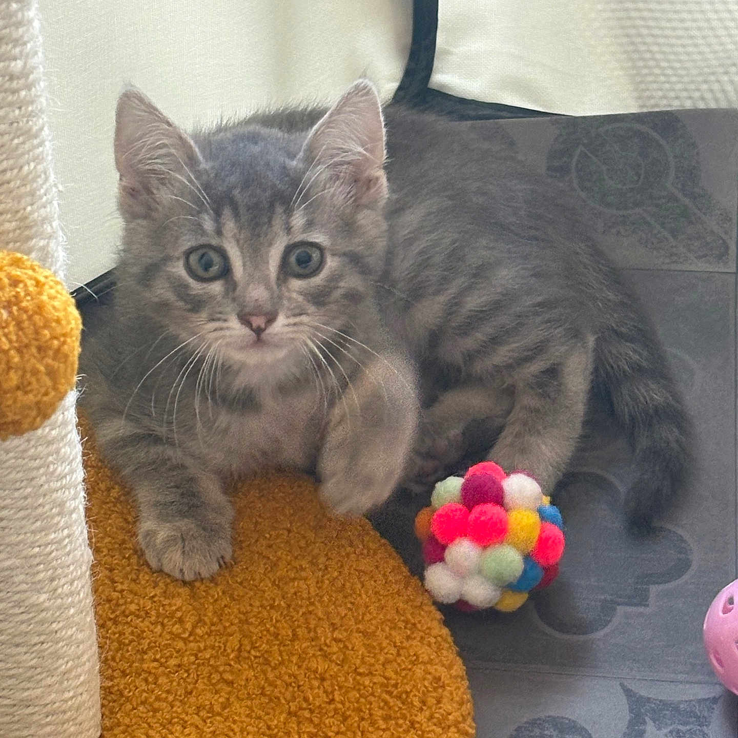 Afi participe au concours pour gagner de l'argent avec cette photo : animal, cat, closeup, curious, cute, domestic, floor, fur, gray_tabby, indoor, kitten, mat, paw, pet, playful, pom_pom_ball, scratching_post, toy, whiskers, young