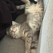 Afi participe au concours pour gagner de l'argent avec cette photo : kitten, cat, sleeping, gray_tabby, feline, pet, cute, cozy, blanket, couch, indoor, relaxed, paw, whiskers, fur, nap, resting, adorable, young, comfort