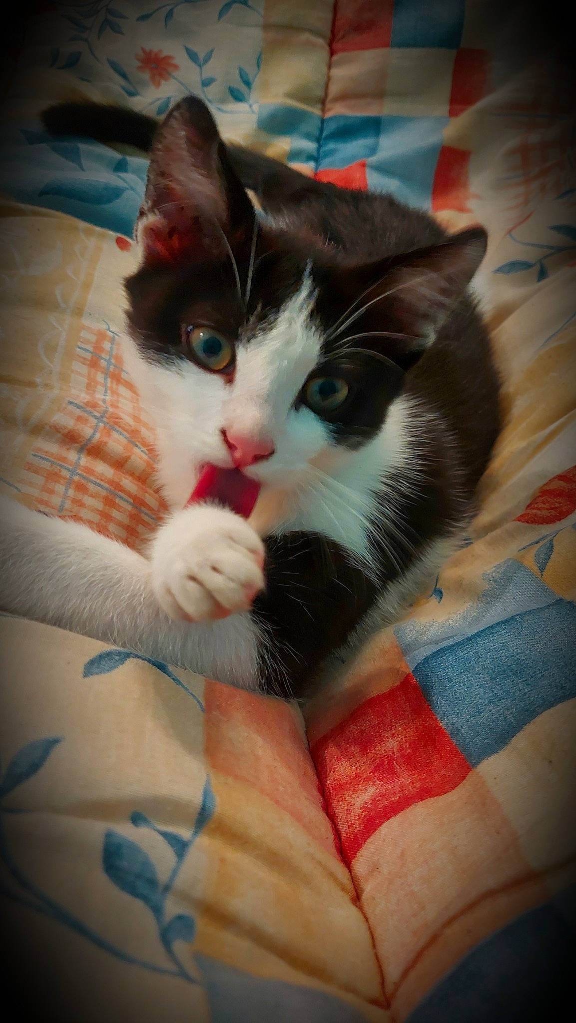 Nutella participe au concours pour gagner de l'argent avec cette photo : box, carnivore, cat, comfort, domestic_short_haired_cat, felidae, foot, fur, human_leg, lap, leg, linens, pattern, paw, small_to_medium_sized_cats, snout, tail, textile, tints_and_shades, whiskers