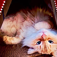 Lotte is registered to the contest to win money with this photo: cat, blue_eyes, fluffy, cream_colored, cardboard_box, upside_down, pet, cute, whiskers, indoor, close_up, feline, curious, soft_light, cozy, playing, relaxed, animal, portrait, domestic_cat
