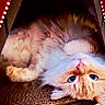 cat, blue_eyes, fluffy, cream_colored, cardboard_box, upside_down, pet, cute, whiskers, indoor, close_up, feline, curious, soft_light, cozy, playing, relaxed, animal, portrait, domestic_cat