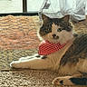 cat, bandana, red_and_white, checkered, fluffy, carpet, rug, indoor, pet, relaxed, laying_down, curtains, window, feline, whiskers, ears, paw, home, cozy, cute