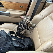 Tobie is registered to the contest to win money with this photo: animal, beige, black_bag, car_interior, cat, curious, door_handle, feline, kitten, land_rover, leather_seat, light, pet, seatbelt, sitting, small, tabby, transport, vehicle, window