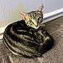 alert, animal, baseboard, cat, couch, cozy, curled_up, cute, ears, fur, furniture, indoor, looking_at_camera, pet, resting, striped, tabby, texture, wall, whiskers