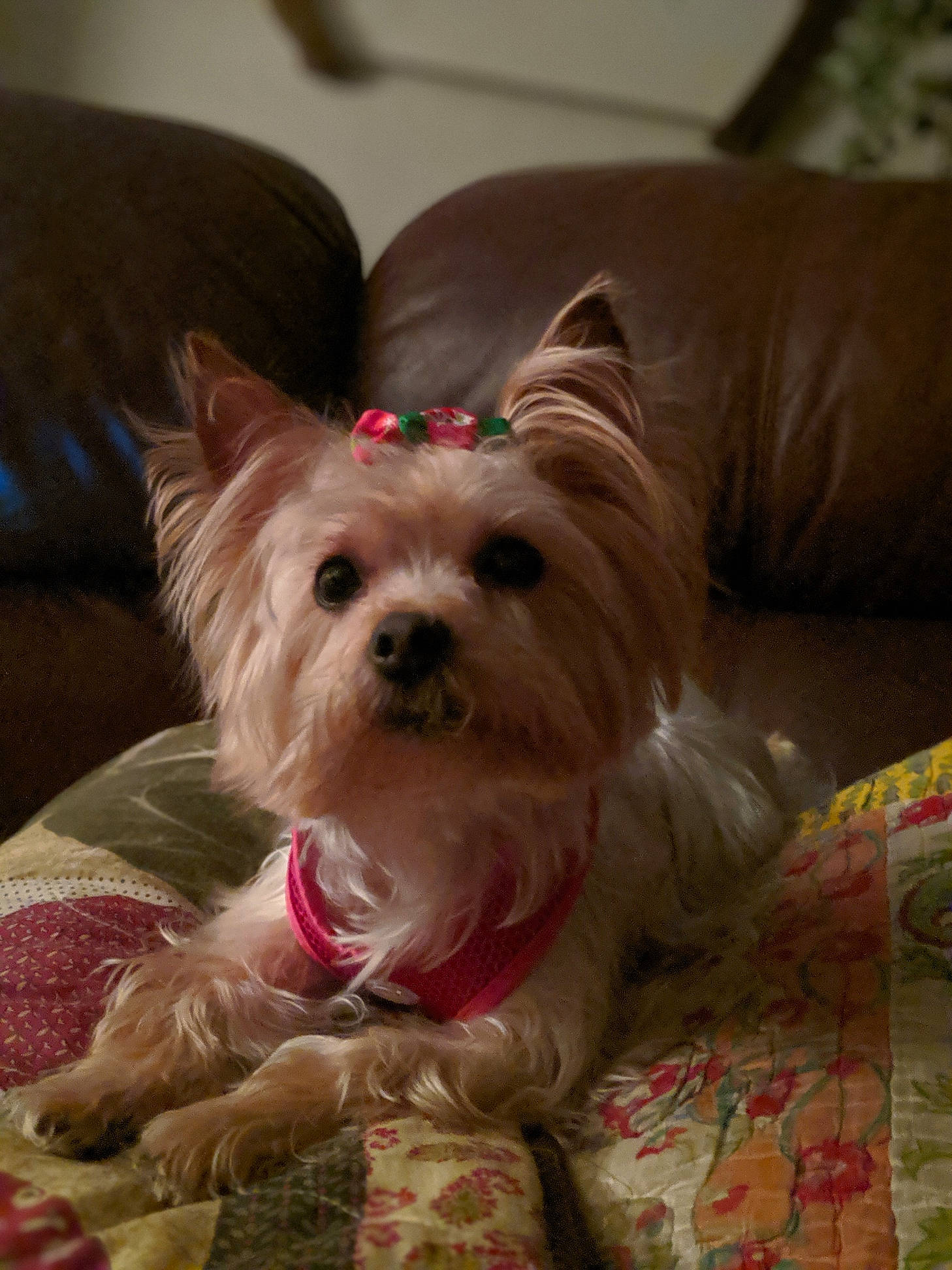 Bailey is registered to the contest to win money with this photo: australian_silky_terrier, biewer_terrier, canidae, carnivore, chinese_imperial_dog, companion_dog, dog, dog_breed, maltepoo, mammal, morkie, puppy, rare_breed_dog, small_terrier, snout, terrier, toy_dog, vertebrate, west_highland_white_terrier, yorkshire_terrier