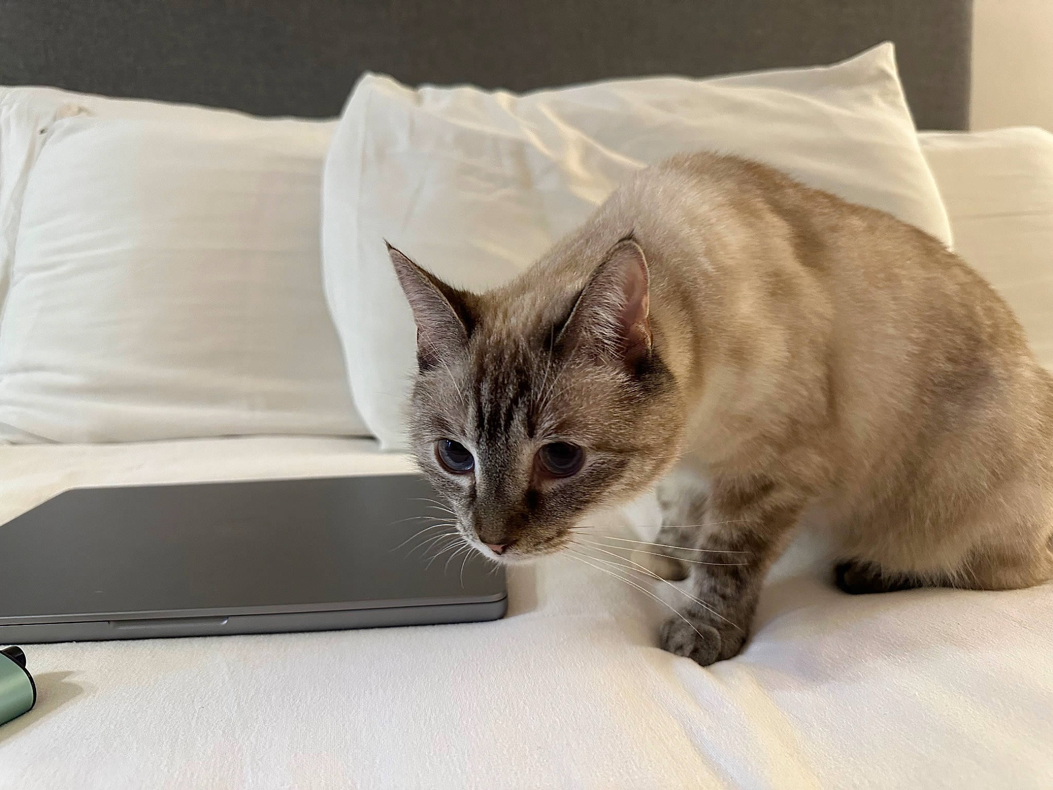 Miu is registered to the contest to win money with this photo: bed, bed_sheet, bedding, box, carnivore, cat, comfort, domestic_short_haired_cat, fawn, felidae, fur, laptop, linens, paw, pet_supply, rectangle, room, small_to_medium_sized_cats, snout, whiskers
