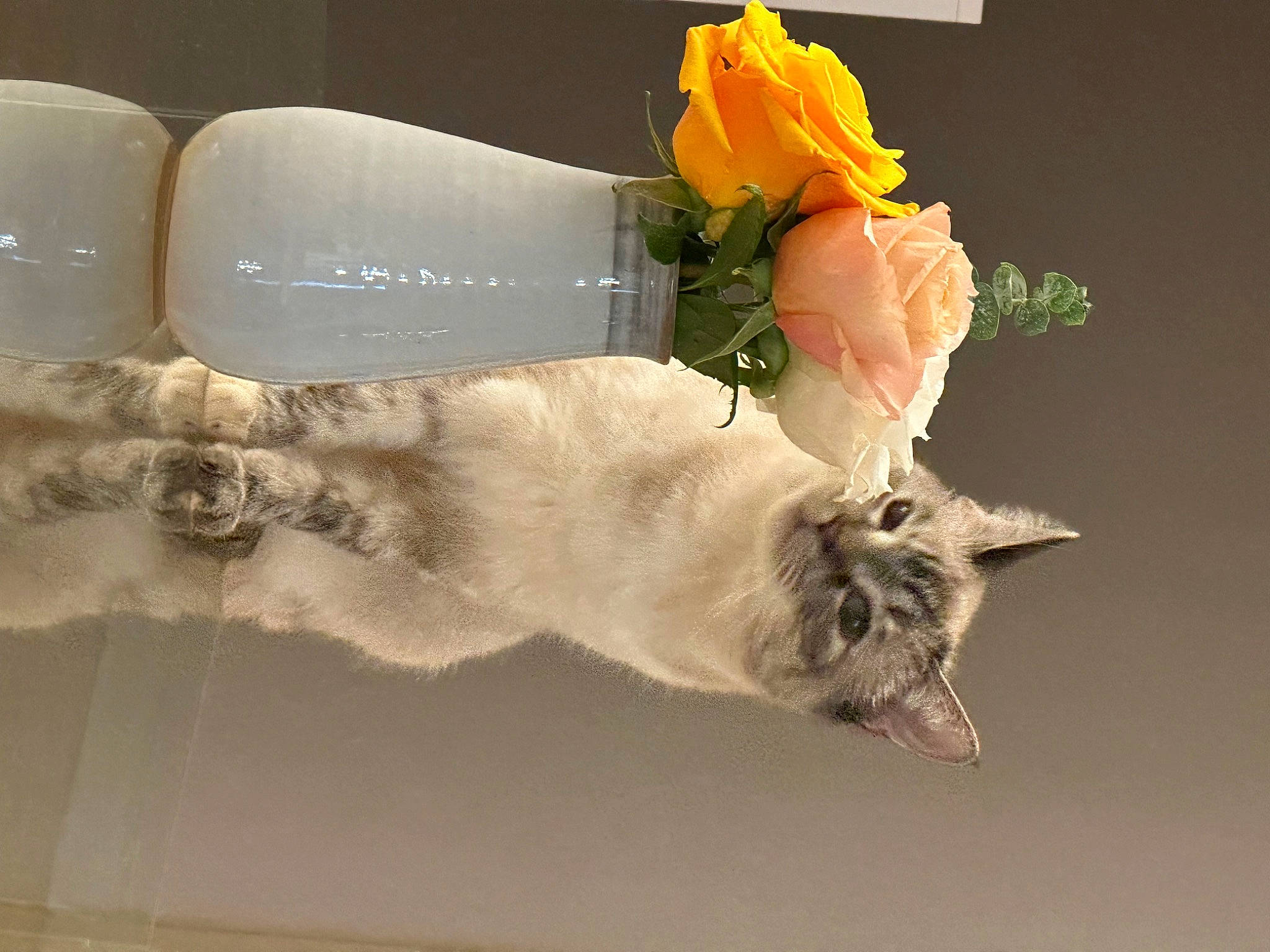 Miu joined the competition — help win amazing prizes! artificial_flower, bouquet, cat, cut_flowers, felidae, flower, flower_arranging, flowering_plant, fur, hybrid_tea_rose, paper, peach, petal, plant, rose, rose_family, rose_order, small_to_medium_sized_cats, tail, twig