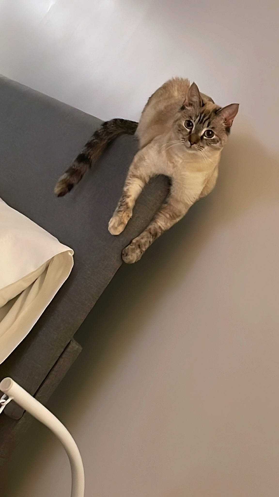 Miu joined the competition — help win amazing prizes! art, carnivore, cat, comfort, domestic_short_haired_cat, felidae, fur, gesture, grey, linens, metal, paper, paw, plaster, room, shelf, small_to_medium_sized_cats, tail, whiskers, wood