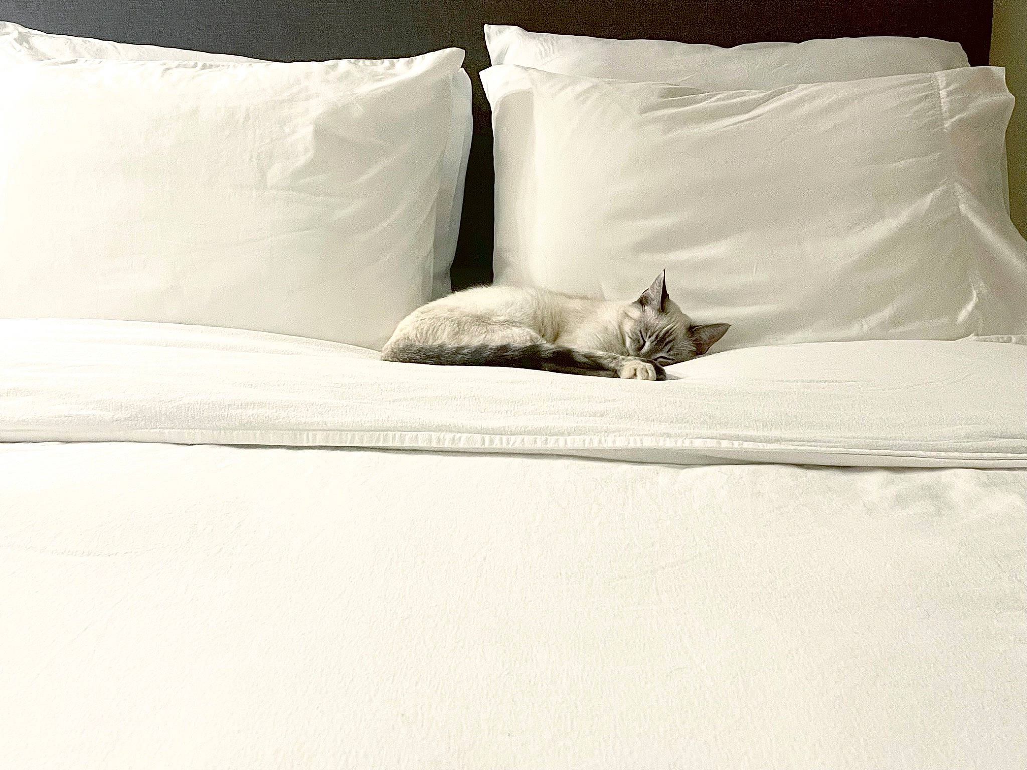 Miu joined the competition — help win amazing prizes! bed, bed_sheet, bedding, carnivore, cat, comfort, duvet, felidae, fur, furniture, grey, linens, pillow, room, small_to_medium_sized_cats, tail, throw_pillow, tints_and_shades, whiskers, wood
