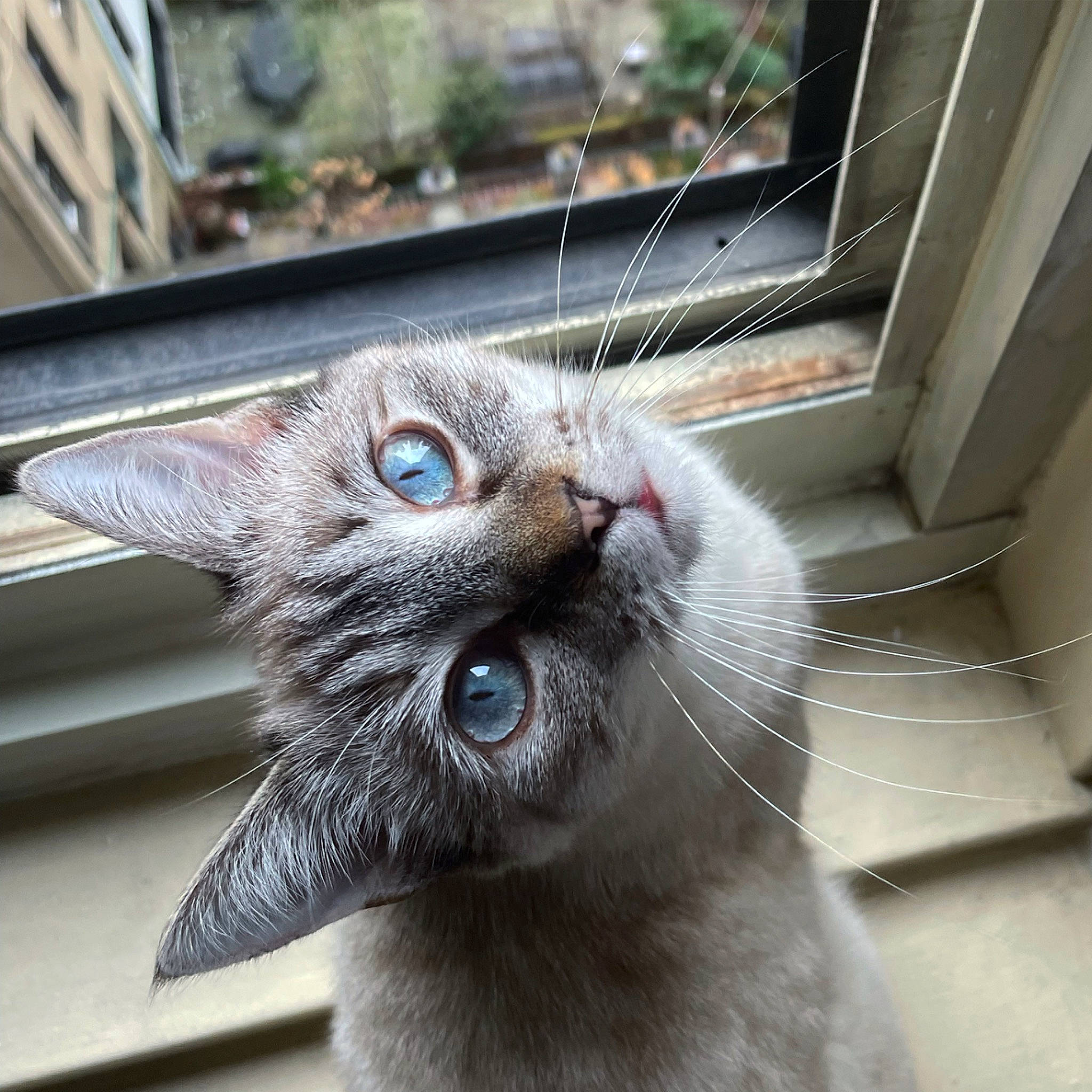 Miu joined the competition — help win amazing prizes! animal_shelter, carnivore, cat, claw, comfort, domestic_short_haired_cat, felidae, fur, paw, small_to_medium_sized_cats, snout, tail, whiskers, window